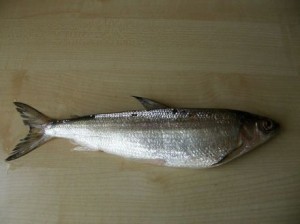 Seliava